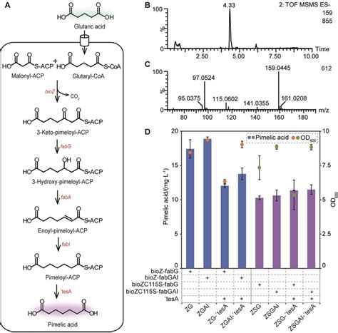 Synthesis of pimelic acid via BIOZ pathway. (A) BIOZ pathway for the... | Download Scientific ...