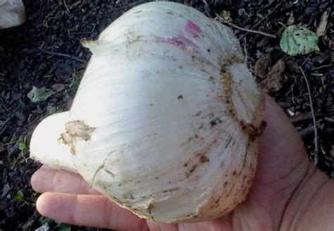 Рокамболь или лук чеснок: технология выращивания - AgroFlora.ru