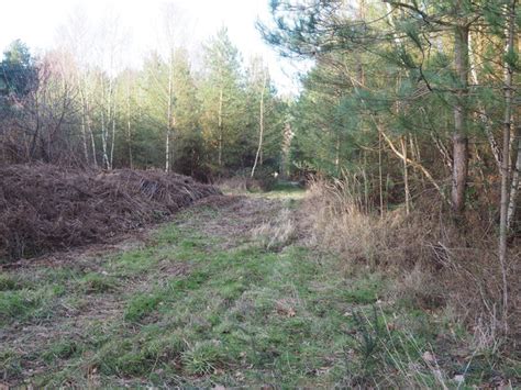 View Towards Edge Of Forest David Pashley Cc By Sa Geograph