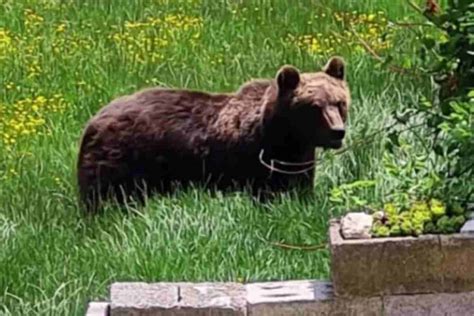 Abruzzo In Lutto Morto Orso Juan Carrito Le Parole Dell Automobilista