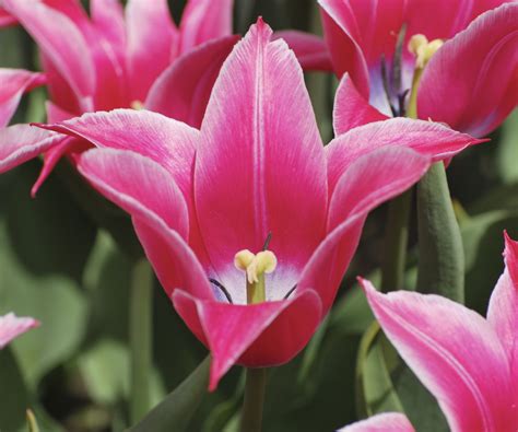 fileyonina tulipjpg wikipedia   encyclopedia