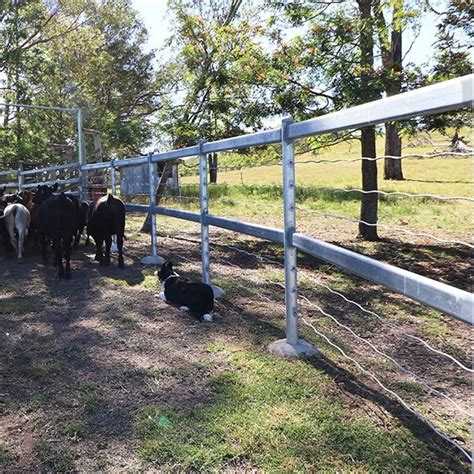 Cattle Rail Options Proway