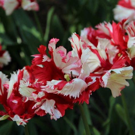 Tulipa Estella Rijnveld Buy Plants At Coolplants