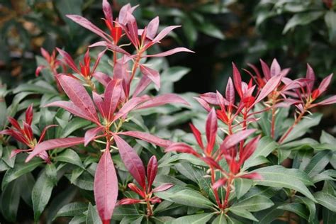 Pieris Japonica Katsura Factsheets Provender Nurseries