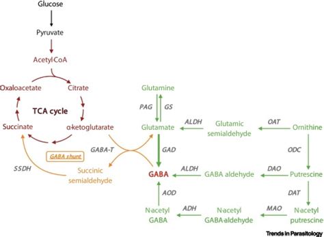 Physiological Roles And Metabolism Of γ Aminobutyric Acid Gaba In