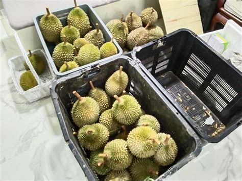 Durian Mao Shan Wang Old Tree Msw Grade A Food Drinks Fresh