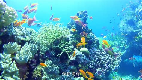 世界海洋日：珍惜海洋资源 保护海洋生物多样性高清1080p在线观看平台腾讯视频