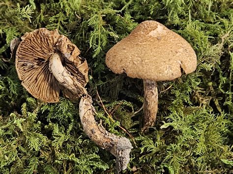 Mushrooms Bracket Fungi Puffballs And Allies From Vinton County Us