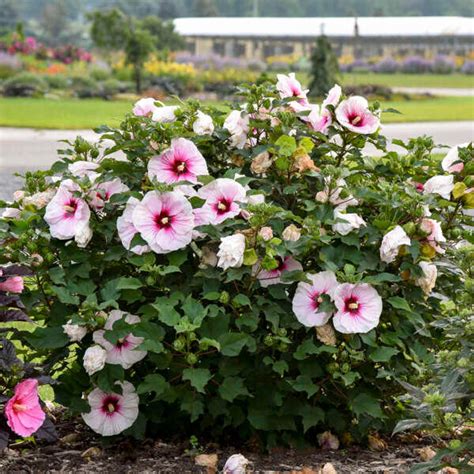 hibiscus angel eyes perennial plant sale bloomin designs nursery