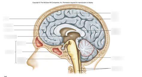 *HONOURS A&P* Brain dissection Diagram | Quizlet