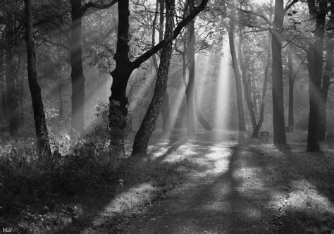 Forest Shadows By Miirex — Soulhearts Shadow Forest Scenery