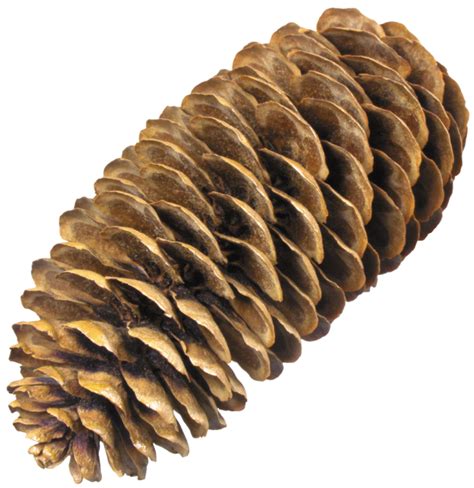 шишка ель клипарт - Поиск в Google | Pine cones, Conifers, Pine