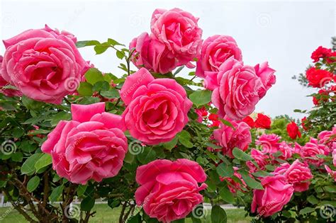 China rose garden stock photo. Image of blossom, natural - 278681284