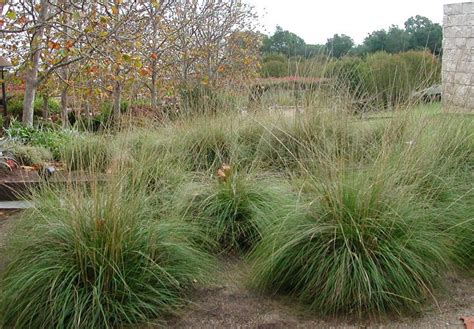 Muhlenbergia Rigens Deer Grass Grasses Landscaping California Native Plants Arizona Plants