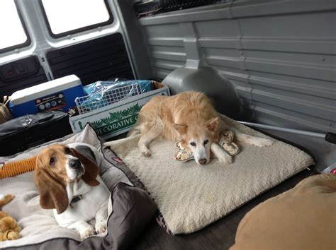 Well-Behaved Dogs in the Van