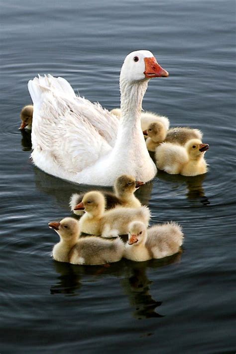 Portret Photo Of A White Goose And Her Goslings On A Farm Pond Stock