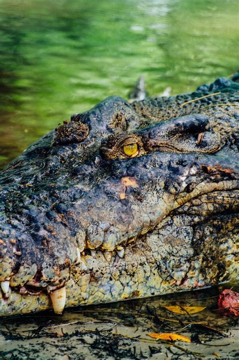 Niloticus Del Crocodylus Del Cocodrilo Del Nilo Detalle Del Primer De Los Dientes Del Cocodrilo