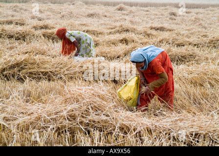 Indian Women Harvesting Wheat Crop In Jawar Village Of Uttar Pradesh