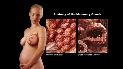 Mammary Gland Anatomy