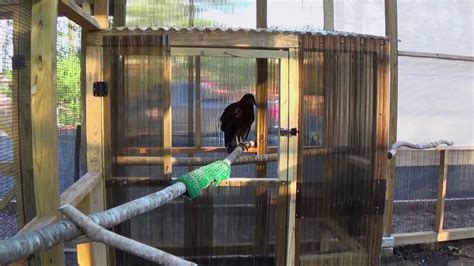 Aviary Construction For Birds Of Prey Youtube