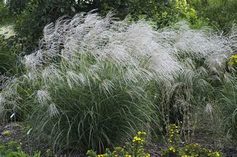 Zielono Zakręceni Miskant Chiński Miscanthus Sinensis Silver Charm