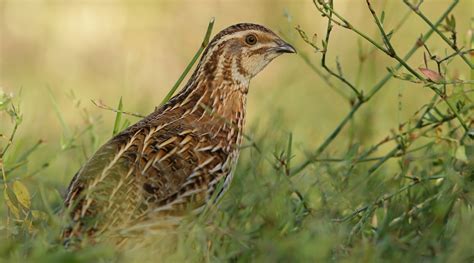 Rinviata L Apertura Della Caccia Alla Quaglia In Sardegna Caccia Magazine