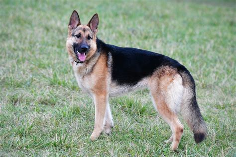 German Shepherd