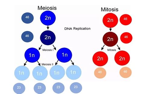 Diploid Definition and Examples - Biology Online Dictionary