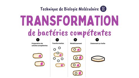 La Transformation BactÉrienne Biologie MolÉculaire Youtube