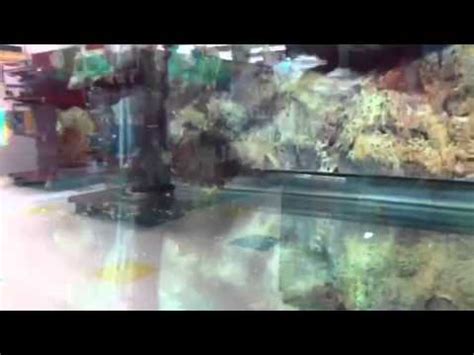 Turtles At Petco YouTube