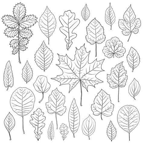 8,531 Birch Leaf Outline Royalty-Free Images, Stock Photos & Pictures ...