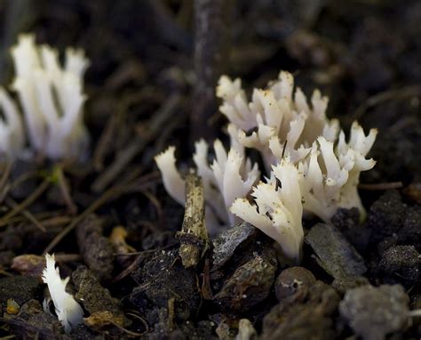 Crested Coral Fungus Fungi Of Northern Maine Inaturalist