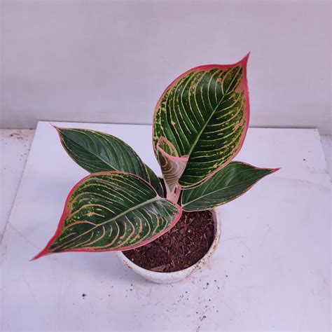 Aglaonema Pink Fantasy Hybrid Nurserybuy