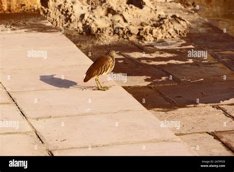 Crow Is Finding Worms In The Mud Stock Photo Alamy