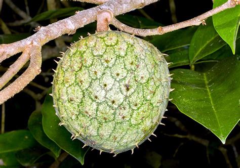 Mountain Soursop Facts And Health Benefits