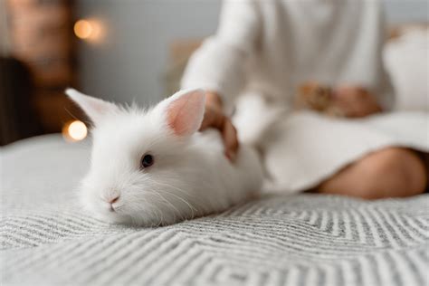 Comment Couper Les Griffes D Un Lapin Les Animaux Du Futur