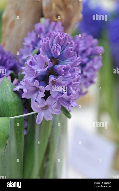 A Bouquet Of Lilac Violet Hyacinth Hyacinthus Orientalis Purple Star