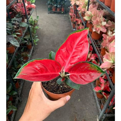 Aglaonema Suksom Jaipong Lazada PH