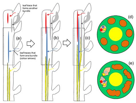 Fibers Free Full Text Key Stages Of Fiber Development As