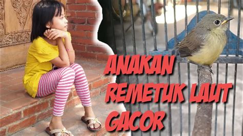 Anakan Burung Langka Remetuk Laut Gacor Viralvideo YouTube