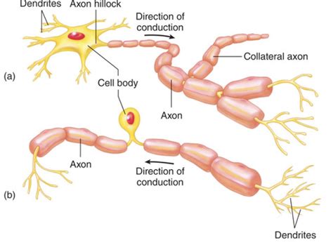 Module 5 Neurons Synapses And Autonomic Nervous System Flashcards