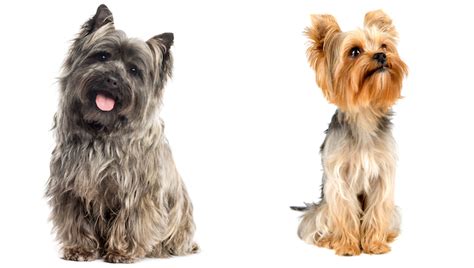 Corkie Dog Breed Pictures Characteristics And Facts