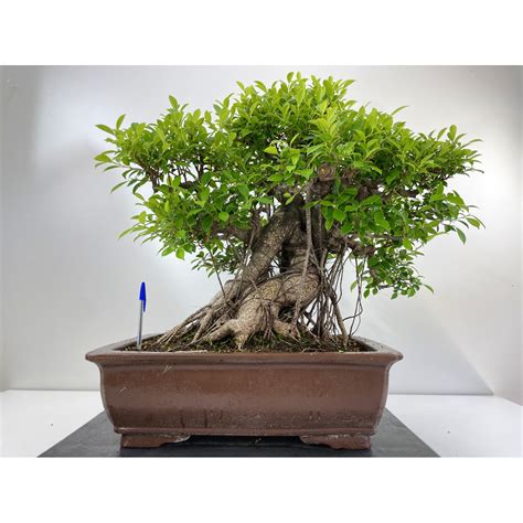 FICUS RETUSA I 5037