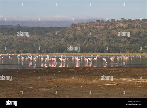 Greater Flamingo Phoenicopterus Roseus On Lake Nakuru Hi Res Stock