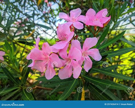 Pink Nerium Oleander Flowers Nerium Oleander Is Often Called Japanese