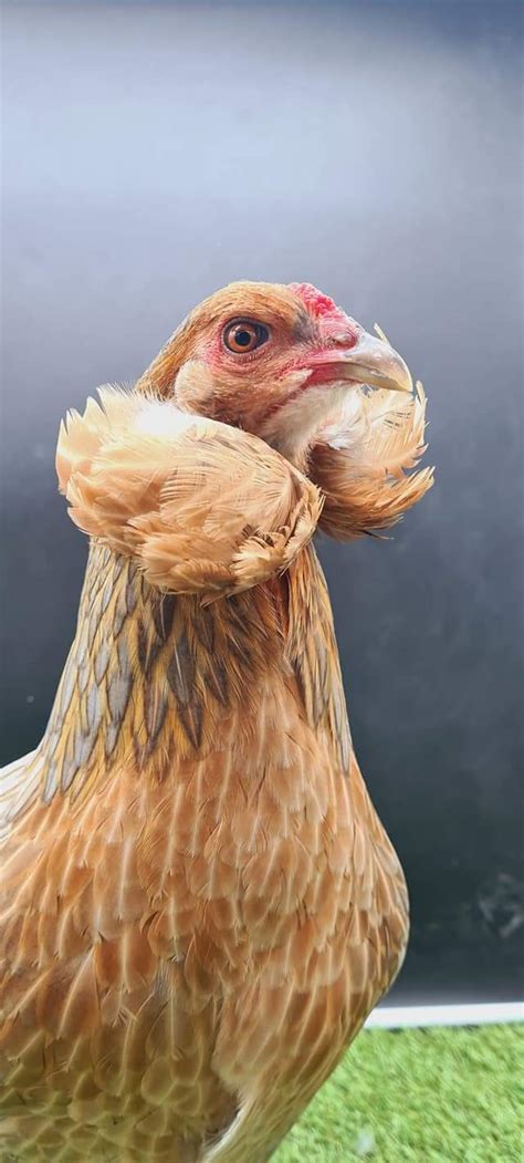 Poule Araucana saumon doré avec toupets Les Belles Plumes