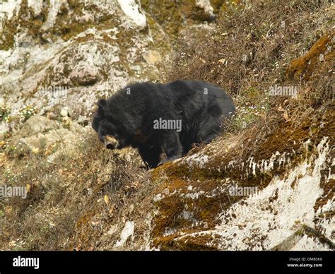 Himalayan black bear Stock Photo - Alamy