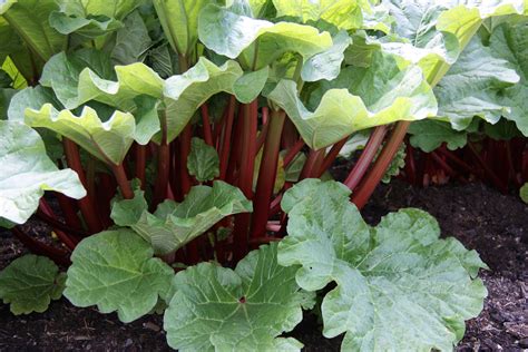 Best In Show Rhubarb 2017 Best In Show