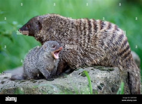 Zebra Mongoose Young Animal Mungos Mungo Captive Stock Photo Alamy