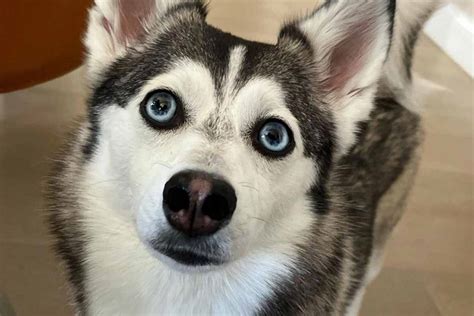 Sapphire The Pomsky Questions And Answers • Hellobark